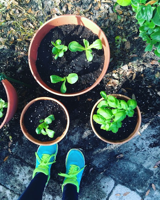 How a Puppy and a Tomato Plant Convinced Me to Keep Trying and Not Give Up How a Puppy and a Tomato Plant Convinced Me to Keep Trying and Not Give Up