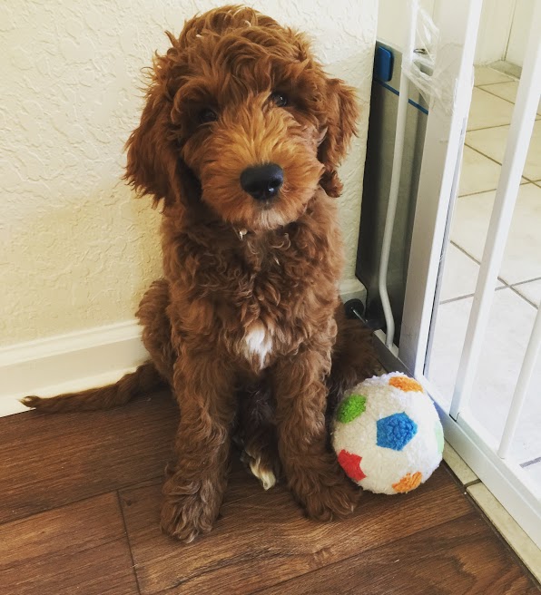 How a Puppy and a Tomato Plant Convinced Me to Keep Trying and Not Give Up How a Puppy and a Tomato Plant Convinced Me to Keep Trying and Not Give Up