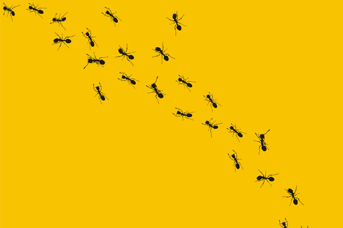 Rohn: 4 Reasons You Should Think Like an Ant